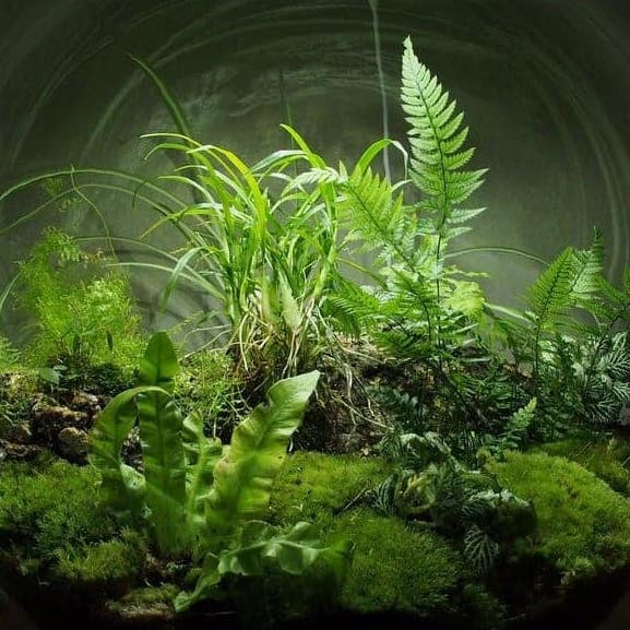 Gaga on Gaia - or not.