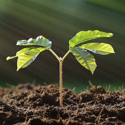 Food farms: Good for the planet?